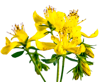 Asinszāles ekstrakts