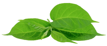 Gymnema sylvestre ekstrakts