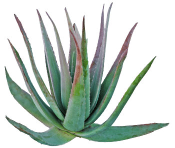 Agaves pulveris