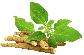 Ašvagandas ekstrakts